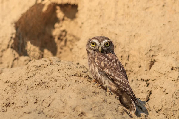 Coruja (athene cunicularia) — Fotografia de Stock