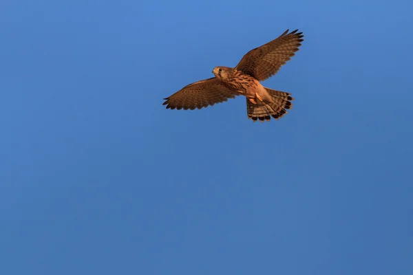 Kestrel comum — Fotografia de Stock