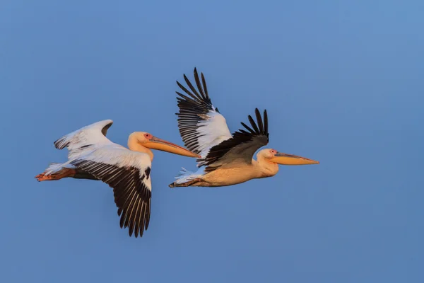 Pélicans blancs (pelecanus onocrotalus) ) — Photo