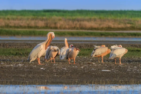 White pelicans (pelecanus onocrotalus) — Stock Photo, Image