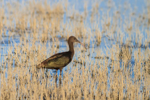 Glansigt ibis (plegadis falcinellus) i Donaudeltat, Rumänien — Stockfoto