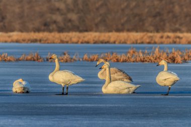 Ötücü kuğu (Cygnus cygnus) göl kenarında