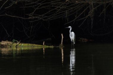 Küçük Egret (Egretta garzetta)