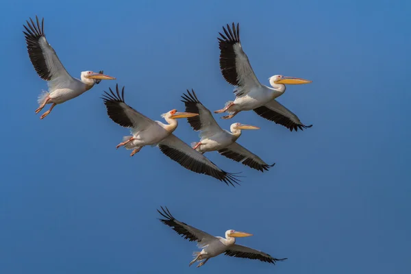 Pelícanos blancos (pelecanus onocrotalus ) — Foto de Stock