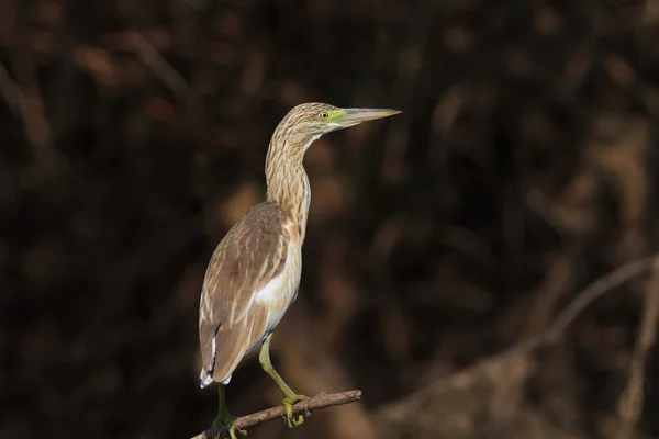 Squacco Heron (Ardeola ralloides) Royalty Free Stock Images