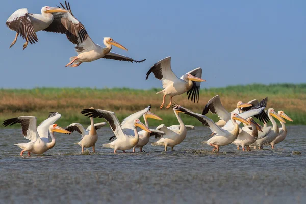 Białe pelikany (pelecanus onocrotalus) — Zdjęcie stockowe