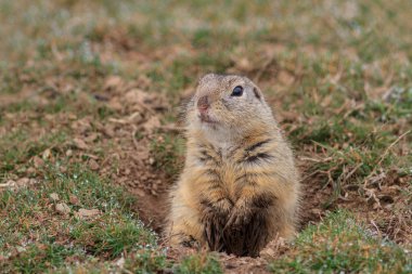 Çayır köpeği (cynomys ludovicianus)