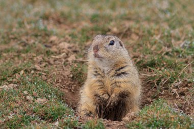 prairie dog (cynomys ludovicianus) clipart