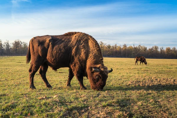 Aurochs — Stock fotografie