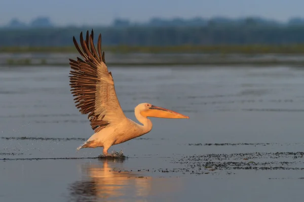 Pélican blanc (Pelecanus onocrotalus) en vol — Photo