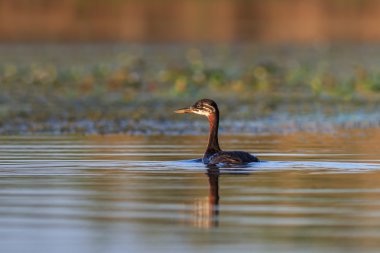 Juvenil Kızıl boyunlu batağan