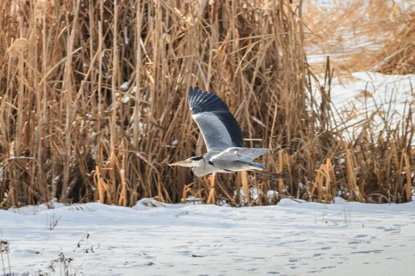 Grey heron — Stock Photo, Image