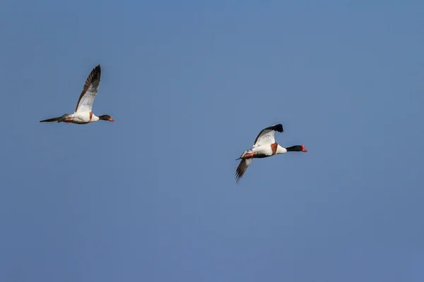 Shelduck Tadorna tadorna comum — Fotografia de Stock