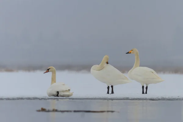 Whooper Swan (Cygnus cygnus) in inverno — Foto Stock