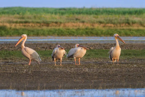 Pelicanos brancos (pelecanus onocrotalus ) — Fotografia de Stock