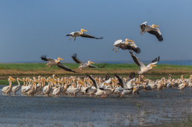 Beyaz Pelikan (pelecanus onocrotalus)
