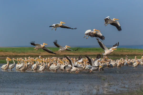 Witte pelikanen (pelecanus onocrotalus) — Stockfoto