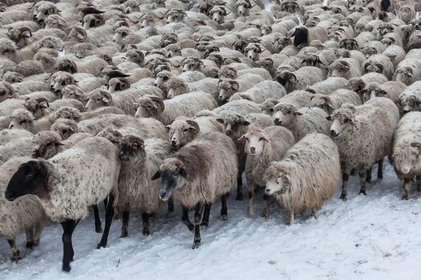 Kışın koyun sürüsü — Stok fotoğraf