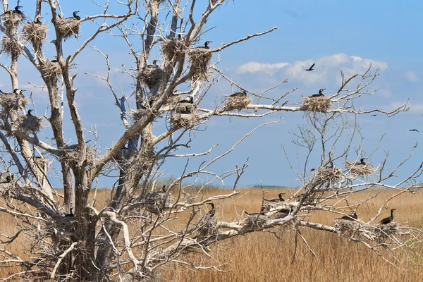 Nidos de cormoranes en un árbol — Foto de Stock