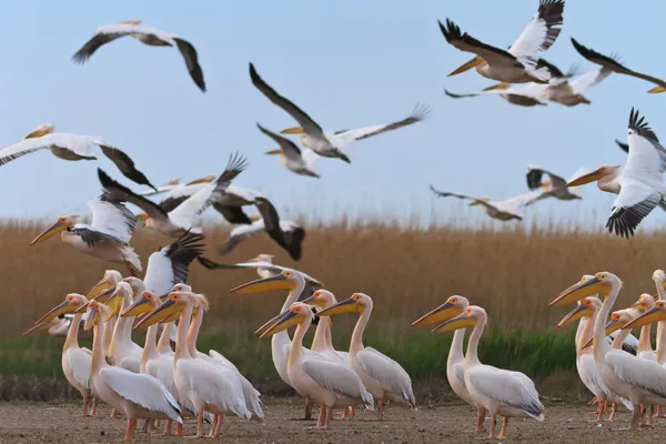 Witte pelikanen (pelecanus onocrotalus) — Stockfoto