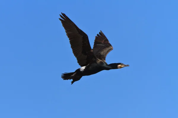 Баклан (phalacrocorax carbo ) — стокове фото