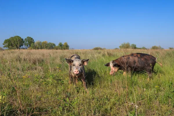 Suini su un prato — Foto Stock