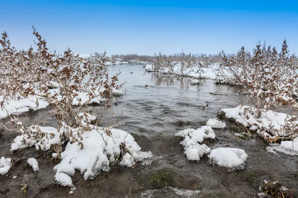 Lago Comana no inverno — Fotografia de Stock