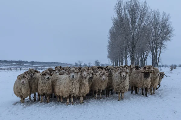 Stado owiec w zimie — Zdjęcie stockowe