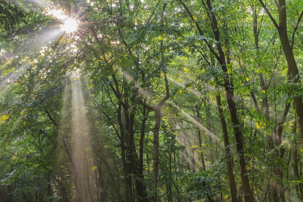 Туман солнца в лесу — стоковое фото