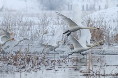 Ötücü kuğu (Cygnus cygnus) kışın