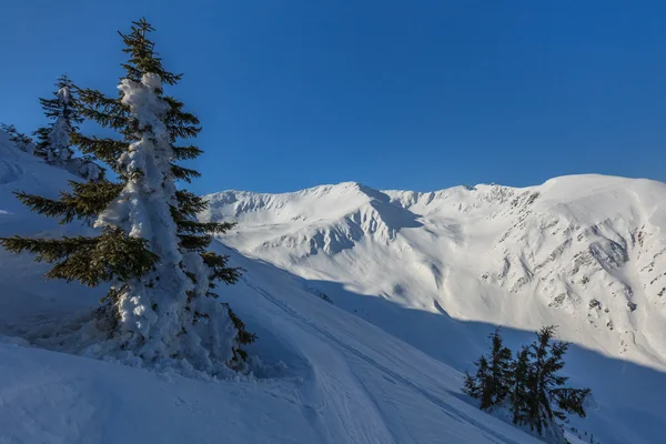 Tall på vintern — Stockfoto