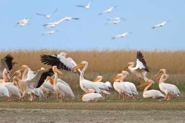 beyaz pelikan (Pelecanus onocrotalus)