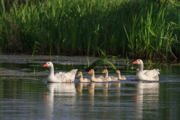 Domestic geese on the lake — Stock Photo, Image