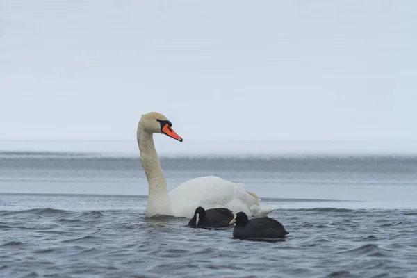 Labuť zpěvná a Lyska černá v zimě — Stock fotografie