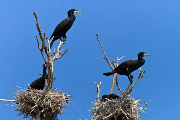 Aalscholvers (phalacrocorax carbo) op nest — Stockfoto