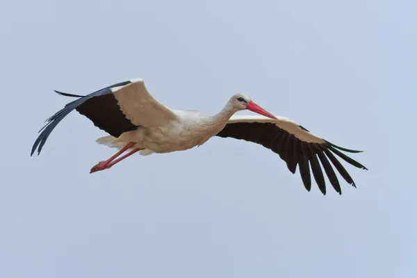 Vit stork under flygning — Stockfoto