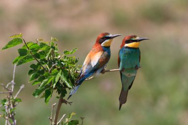 Avrupa arı yiyici (Merops apiaster)) 