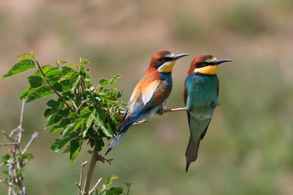 Európai méhevő (Merops apiaster)) — Stock Fotó