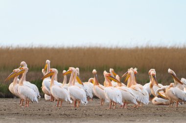 beyaz pelikan (Pelecanus onocrotalus) 