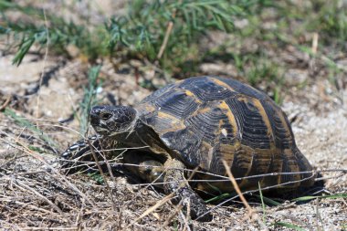 Avrupa bataklık kaplumbağa (emys orbicularis)