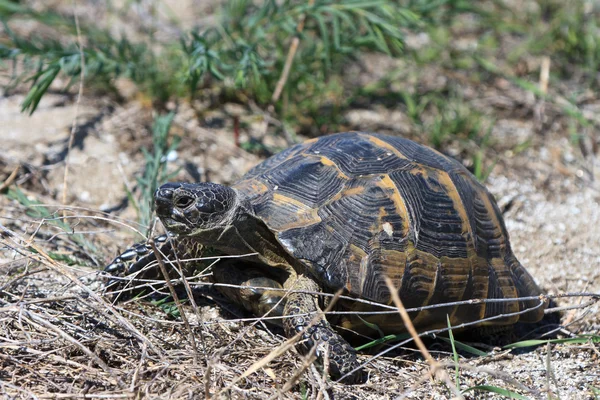 Evropská bog želva (emys orbicularis) — Stock fotografie