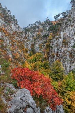tasnei gorge, Romanya