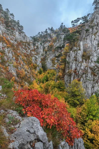 Tasnei Gorge, Romania — Stock Photo, Image