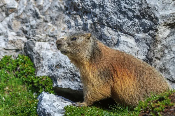 Αλπικό αρκτόμυς (marmota marmota) σε βράχο — Φωτογραφία Αρχείου