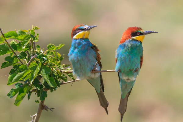 Europäische Bienenfresser (Merops apiaster)) — Stockfoto