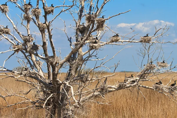 Nids de cormorans dans un arbre — Photo