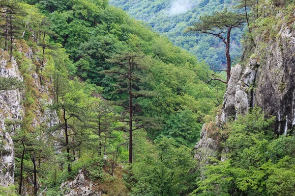 Tasnei gorge, Rumänien — Stockfoto