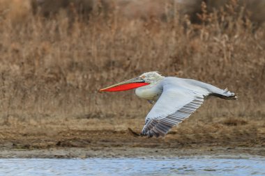 Dalmaçyalı pelikan (Pelecanus crispus) 
