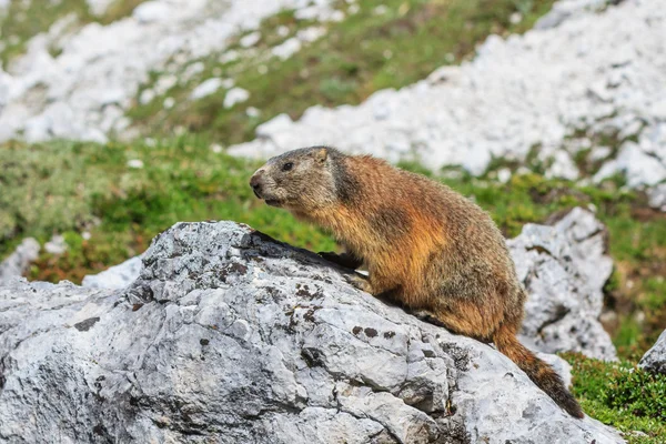 Marmota alpina (Marmota marmota) sobre roca — Foto de Stock