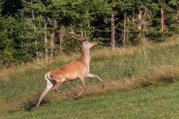 Ciervo Carpático Cervus Elaphus Hábitat Natural Montañas Harghita Rumania — Foto de Stock